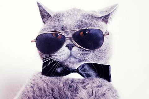 Portrait of british shorthair gray cat wearing sunglasses Stock Photos