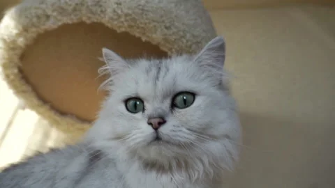 Portrait of a british silver cat sitting in a room. Stock Footage 124668184