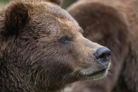 Portrait of brown bear in the forest up close Stock Photos