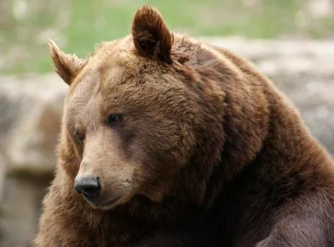Portrait of a brown bear Stock Photos