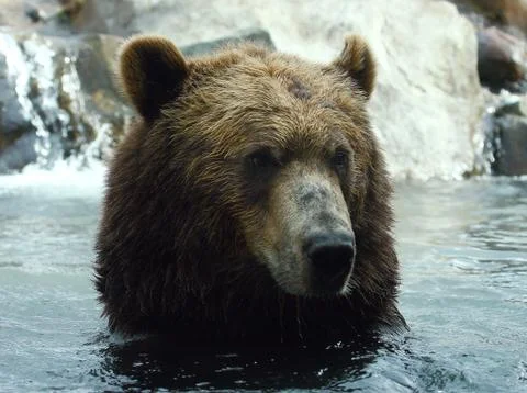 Portrait of a brown bear Stock Photos
