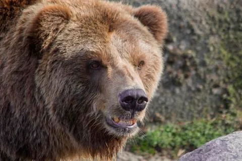 Portrait of a brown bear Stock Photos