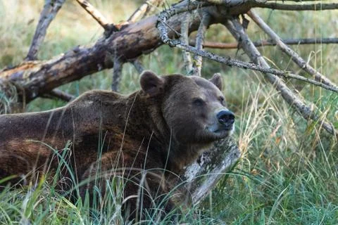 Portrait of brown bear Foto stock