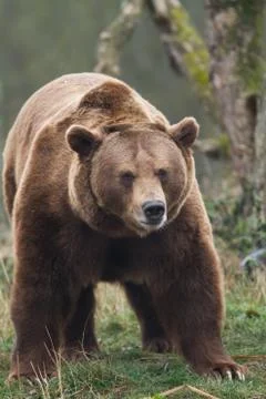 Portrait of brown bear Foto stock