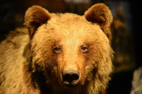 Portrait Of A Brown Bear Stock Photos