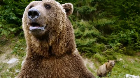 Portrait of a brown bear in the wild. Video stock 120063647