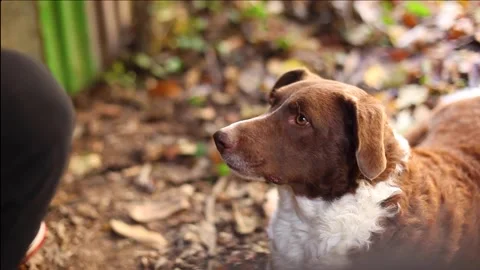 Portrait of a brown border collie Video stock 145102324