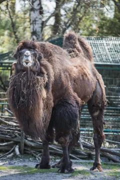 Portrait of a brown camel, looking to the camera Stock Photos