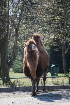 Portrait of a brown camel, looking to the camera Stock Photos