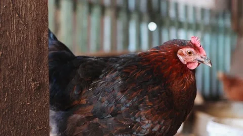 Portrait of a brown chicken close-up on a multi-colored background. Video stock 195005193