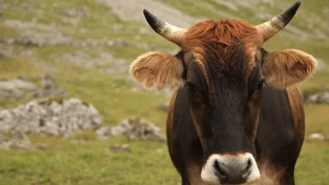 Portrait of a brown cow. 動画素材 97762116