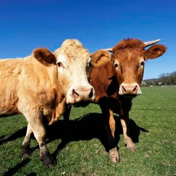 Portrait of brown cows Stock Photos