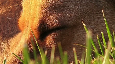 Portrait of brown dog, macro Stock Footage 88225571