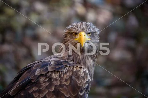 Portrait of brown eagle - beautiful wildlife Stock Photos