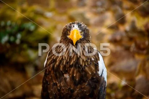 Portrait of brown eagle - beautiful wildlife Stock Photos
