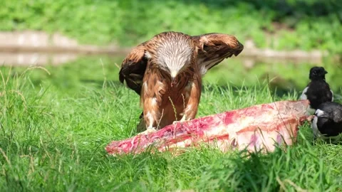 Portrait of a brown eagle with a yellow beak eating meat. Slow motion Video stock 250454550
