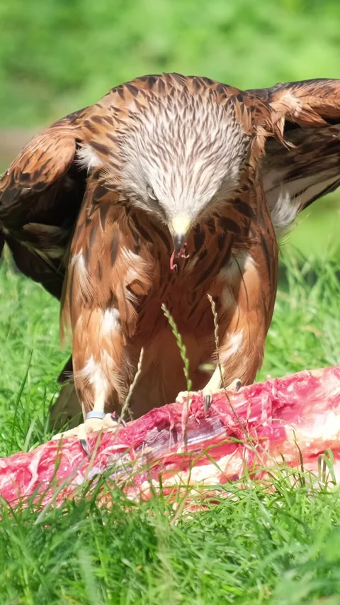Portrait of a brown eagle with a yellow beak eating meat. Slow motion. Vertical Stock Footage 253081810