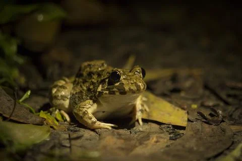 Portrait of a brown frog Stock Photos