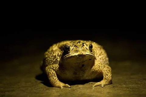Portrait of a brown frog Stock Photos
