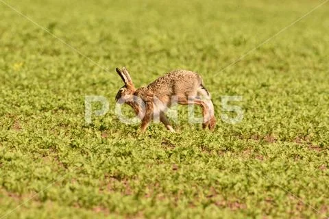 Portrait of brown hare wildlife on the meadow field Stock Photos
