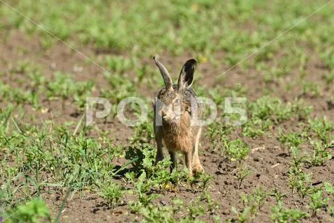Portrait of brown hare wildlife on the meadow field Stock Photos
