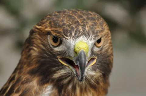 Portrait of a brown hawk Stock Photos