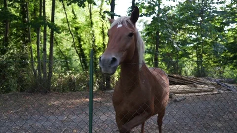 A portrait of a brown horse Stock-Footage 79665153