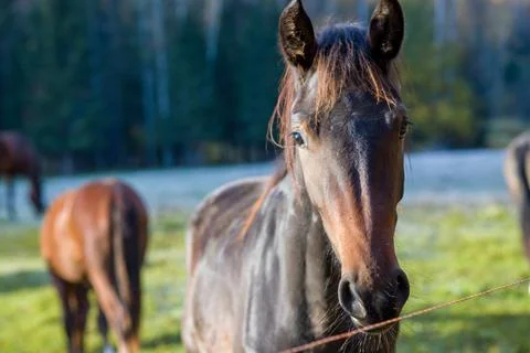 Portrait of a brown horse with a lighter-colored horse in the blurred backgro Stock Photos
