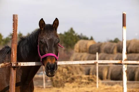 Portrait of a brown horse Stock Photos