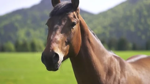 Portrait of brown horse in spring Stock Footage 268997292