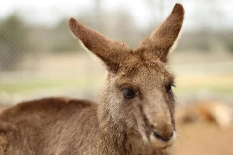 Portrait of Brown Kangaroo Looking Down Stock Photos