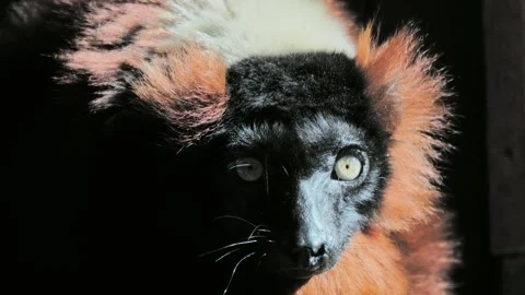 Portrait of brown lemur looking at camera Stock Footage 311989274