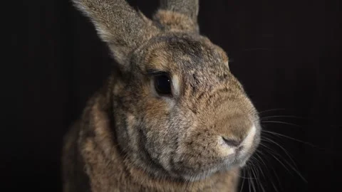Portrait of a brown pet rabbit 库存影片 272840508