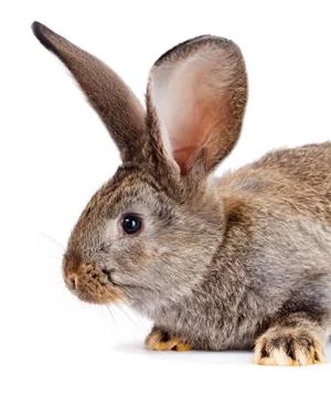 Portrait of brown rabbit Foto stock