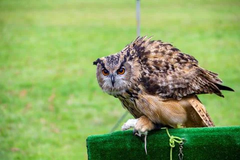A portrait of a bubo, bubo, eurasian eagle owl or uhu sitting on a stage piec Stock Photos