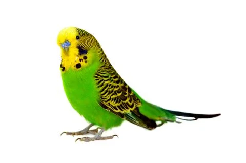 Portrait of  budgerigar Stock Photos