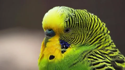 Portrait of a budgie on a blurred background Stock-Footage 299942852