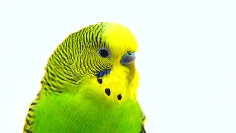 Portrait budgie isolated on white screen, studio shot Stock Footage 81015301