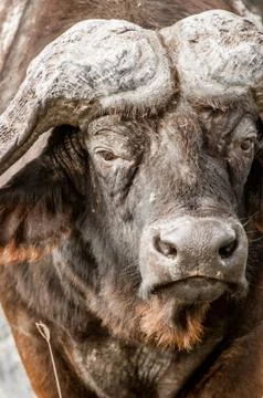 Portrait of a Buffalo Stock Photos