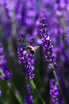 A portrait of a bumble bee jumping between two lavender flowers of a bush. Th Stock Photos