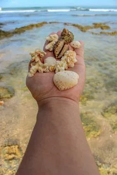 A portrait a bunch of shells, shells and sea stones placed on the palms fac.. Stock Photos