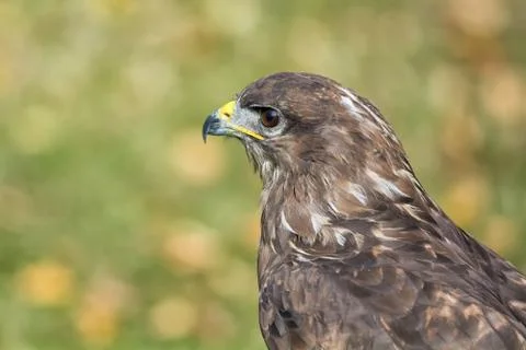Portrait buzzard 스톡 사진