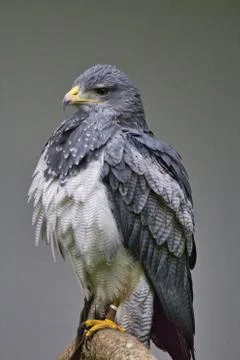 Portrait of an buzzard Stock Photos