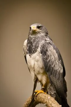Portrait of an buzzard Stock Photos