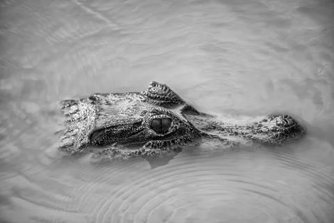 Portrait of a Caiman Stock Photos
