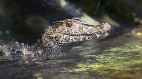 Portrait of caiman of schneider Stock Footage 172595117