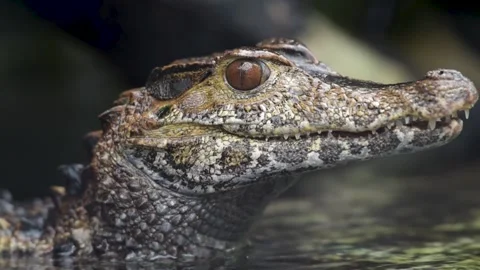 Portrait of caiman of schneider Stock Footage 172595122