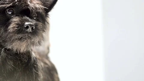 Portrait of a cairn terrier 動画素材 82741890