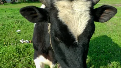 Portrait of a calf. The front view and sideways, at the left and on the right Video stock 10678180