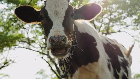Portrait of a calf looking into the camera. Stock Footage 80074940